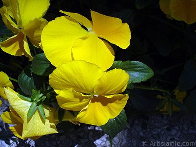 Yellow color Viola Tricolor -Heartsease, Pansy, Multicoloured Violet, Johnny Jump Up- flower. <i>(Family: Violaceae, Species: Viola tricolor)</i> <br>Photo Date: May 2005, Location: Turkey/Istanbul, By: Artislamic.com