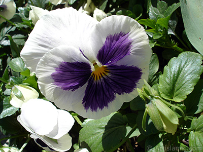 White color Viola Tricolor -Heartsease, Pansy, Multicoloured Violet, Johnny Jump Up- flower. <i>(Family: Violaceae, Species: Viola tricolor)</i> <br>Photo Date: May 2005, Location: Turkey/Istanbul, By: Artislamic.com