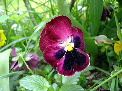 Burgundy color Viola Tricolor -Heartsease, Pansy, Multicoloured Violet, Johnny Jump Up- flower. <i>(Family: Violaceae, Species: Viola tricolor)</i> <br>Photo Date: May 2005, Location: Turkey/Istanbul, By: Artislamic.com