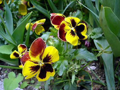 Yellow color Viola Tricolor -Heartsease, Pansy, Multicoloured Violet, Johnny Jump Up- flower. <i>(Family: Violaceae, Species: Viola tricolor)</i> <br>Photo Date: May 2005, Location: Turkey/Istanbul, By: Artislamic.com