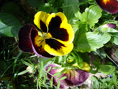 Yellow color Viola Tricolor -Heartsease, Pansy, Multicoloured Violet, Johnny Jump Up- flower. <i>(Family: Violaceae, Species: Viola tricolor)</i> <br>Photo Date: May 2005, Location: Turkey/Istanbul, By: Artislamic.com