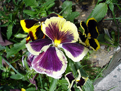 Purple color Viola Tricolor -Heartsease, Pansy, Multicoloured Violet, Johnny Jump Up- flower. <i>(Family: Violaceae, Species: Viola tricolor)</i> <br>Photo Date: May 2005, Location: Turkey/Istanbul, By: Artislamic.com