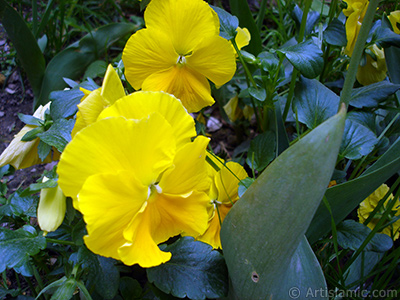 Yellow color Viola Tricolor -Heartsease, Pansy, Multicoloured Violet, Johnny Jump Up- flower. <i>(Family: Violaceae, Species: Viola tricolor)</i> <br>Photo Date: May 2005, Location: Turkey/Istanbul, By: Artislamic.com