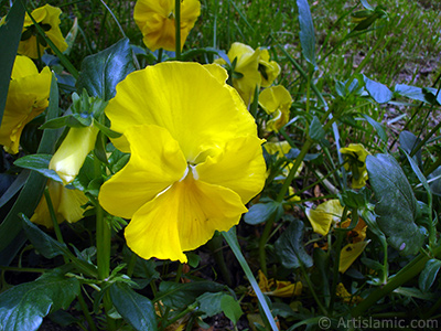 Yellow color Viola Tricolor -Heartsease, Pansy, Multicoloured Violet, Johnny Jump Up- flower. <i>(Family: Violaceae, Species: Viola tricolor)</i> <br>Photo Date: May 2005, Location: Turkey/Istanbul, By: Artislamic.com