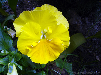 Sar renklerde Hercai Meneke iei resmi. <i>(Ailesi: Violaceae, Tr: Viola tricolor)</i> <br>ekim Tarihi: Mays 2005, Yer: stanbul, Fotoraf: islamiSanat.net