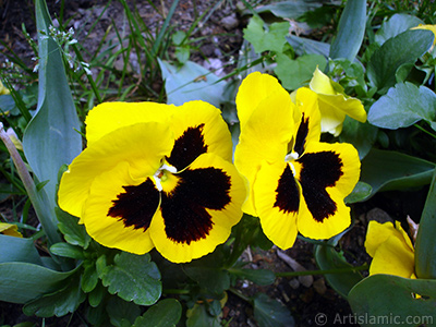 Yellow color Viola Tricolor -Heartsease, Pansy, Multicoloured Violet, Johnny Jump Up- flower. <i>(Family: Violaceae, Species: Viola tricolor)</i> <br>Photo Date: May 2005, Location: Turkey/Istanbul, By: Artislamic.com