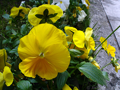 Yellow color Viola Tricolor -Heartsease, Pansy, Multicoloured Violet, Johnny Jump Up- flower. <i>(Family: Violaceae, Species: Viola tricolor)</i> <br>Photo Date: May 2005, Location: Turkey/Istanbul, By: Artislamic.com