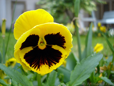 Yellow color Viola Tricolor -Heartsease, Pansy, Multicoloured Violet, Johnny Jump Up- flower. <i>(Family: Violaceae, Species: Viola tricolor)</i> <br>Photo Date: May 2005, Location: Turkey/Istanbul, By: Artislamic.com