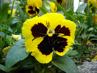 Yellow color Viola Tricolor -Heartsease, Pansy, Multicoloured Violet, Johnny Jump Up- flower. <i>(Family: Violaceae, Species: Viola tricolor)</i> <br>Photo Date: May 2005, Location: Turkey/Istanbul, By: Artislamic.com