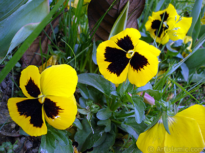 Yellow color Viola Tricolor -Heartsease, Pansy, Multicoloured Violet, Johnny Jump Up- flower. <i>(Family: Violaceae, Species: Viola tricolor)</i> <br>Photo Date: May 2005, Location: Turkey/Istanbul, By: Artislamic.com