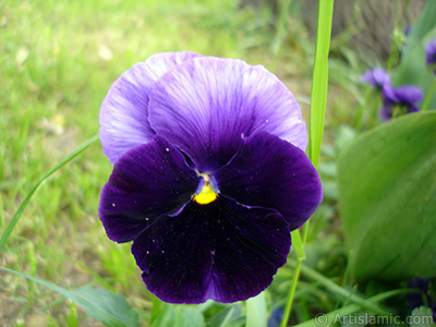 Mor renklerde Hercai Meneke iei resmi. <i>(Ailesi: Violaceae, Tr: Viola tricolor)</i> <br>ekim Tarihi: Mays 2005, Yer: stanbul, Fotoraf: islamiSanat.net