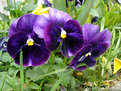 Purple color Viola Tricolor -Heartsease, Pansy, Multicoloured Violet, Johnny Jump Up- flower. <i>(Family: Violaceae, Species: Viola tricolor)</i> <br>Photo Date: May 2005, Location: Turkey/Istanbul, By: Artislamic.com