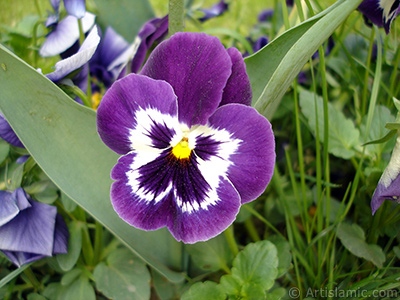 Purple color Viola Tricolor -Heartsease, Pansy, Multicoloured Violet, Johnny Jump Up- flower. <i>(Family: Violaceae, Species: Viola tricolor)</i> <br>Photo Date: May 2005, Location: Turkey/Istanbul, By: Artislamic.com