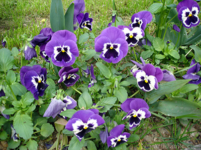 Mor renklerde Hercai Meneke iei resmi. <i>(Ailesi: Violaceae, Tr: Viola tricolor)</i> <br>ekim Tarihi: Mays 2005, Yer: stanbul, Fotoraf: islamiSanat.net