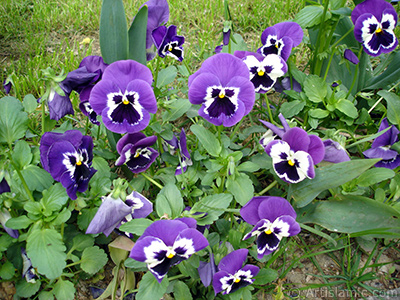 Purple color Viola Tricolor -Heartsease, Pansy, Multicoloured Violet, Johnny Jump Up- flower. <i>(Family: Violaceae, Species: Viola tricolor)</i> <br>Photo Date: May 2005, Location: Turkey/Istanbul, By: Artislamic.com