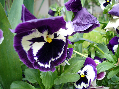 Purple color Viola Tricolor -Heartsease, Pansy, Multicoloured Violet, Johnny Jump Up- flower. <i>(Family: Violaceae, Species: Viola tricolor)</i> <br>Photo Date: May 2005, Location: Turkey/Istanbul, By: Artislamic.com