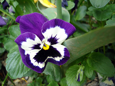 Purple color Viola Tricolor -Heartsease, Pansy, Multicoloured Violet, Johnny Jump Up- flower. <i>(Family: Violaceae, Species: Viola tricolor)</i> <br>Photo Date: May 2005, Location: Turkey/Istanbul, By: Artislamic.com