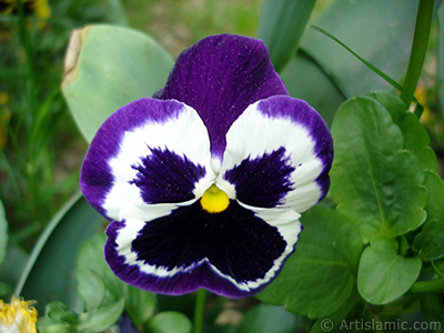 Purple color Viola Tricolor -Heartsease, Pansy, Multicoloured Violet, Johnny Jump Up- flower. <i>(Family: Violaceae, Species: Viola tricolor)</i> <br>Photo Date: May 2005, Location: Turkey/Istanbul, By: Artislamic.com