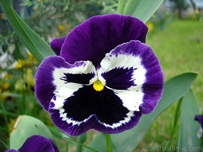 Purple color Viola Tricolor -Heartsease, Pansy, Multicoloured Violet, Johnny Jump Up- flower. <i>(Family: Violaceae, Species: Viola tricolor)</i> <br>Photo Date: May 2005, Location: Turkey/Istanbul, By: Artislamic.com