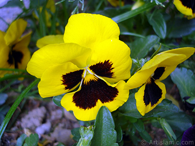 Yellow color Viola Tricolor -Heartsease, Pansy, Multicoloured Violet, Johnny Jump Up- flower. <i>(Family: Violaceae, Species: Viola tricolor)</i> <br>Photo Date: May 2005, Location: Turkey/Istanbul, By: Artislamic.com