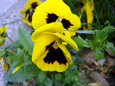 Yellow color Viola Tricolor -Heartsease, Pansy, Multicoloured Violet, Johnny Jump Up- flower. <i>(Family: Violaceae, Species: Viola tricolor)</i> <br>Photo Date: May 2005, Location: Turkey/Istanbul, By: Artislamic.com