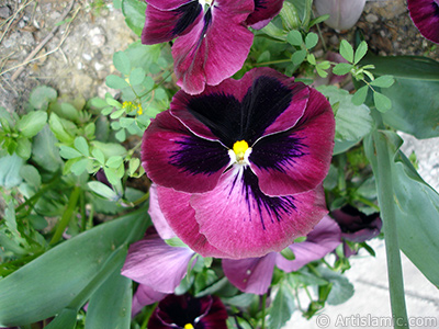 Burgundy color Viola Tricolor -Heartsease, Pansy, Multicoloured Violet, Johnny Jump Up- flower. <i>(Family: Violaceae, Species: Viola tricolor)</i> <br>Photo Date: May 2005, Location: Turkey/Istanbul, By: Artislamic.com