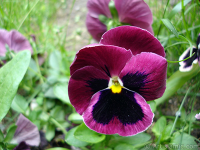 Burgundy color Viola Tricolor -Heartsease, Pansy, Multicoloured Violet, Johnny Jump Up- flower. <i>(Family: Violaceae, Species: Viola tricolor)</i> <br>Photo Date: May 2005, Location: Turkey/Istanbul, By: Artislamic.com