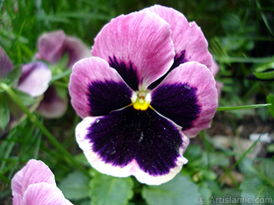 Burgundy color Viola Tricolor -Heartsease, Pansy, Multicoloured Violet, Johnny Jump Up- flower. <i>(Family: Violaceae, Species: Viola tricolor)</i> <br>Photo Date: May 2005, Location: Turkey/Istanbul, By: Artislamic.com