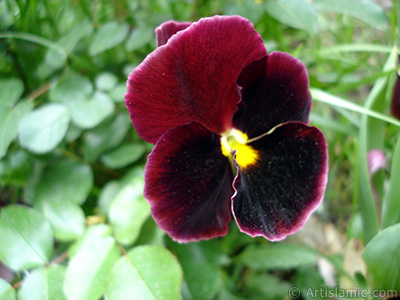 Kahverengi Hercai Meneke iei resmi. <i>(Ailesi: Violaceae, Tr: Viola tricolor)</i> <br>ekim Tarihi: Mays 2005, Yer: stanbul, Fotoraf: islamiSanat.net