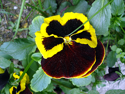 Brown color Viola Tricolor -Heartsease, Pansy, Multicoloured Violet, Johnny Jump Up- flower. <i>(Family: Violaceae, Species: Viola tricolor)</i> <br>Photo Date: May 2005, Location: Turkey/Istanbul, By: Artislamic.com