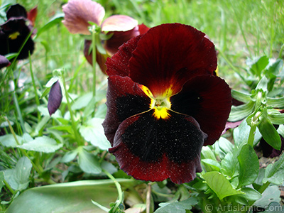 Brown color Viola Tricolor -Heartsease, Pansy, Multicoloured Violet, Johnny Jump Up- flower. <i>(Family: Violaceae, Species: Viola tricolor)</i> <br>Photo Date: May 2005, Location: Turkey/Istanbul, By: Artislamic.com