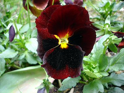 Brown color Viola Tricolor -Heartsease, Pansy, Multicoloured Violet, Johnny Jump Up- flower. <i>(Family: Violaceae, Species: Viola tricolor)</i> <br>Photo Date: May 2005, Location: Turkey/Istanbul, By: Artislamic.com