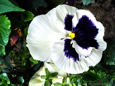 White color Viola Tricolor -Heartsease, Pansy, Multicoloured Violet, Johnny Jump Up- flower. <i>(Family: Violaceae, Species: Viola tricolor)</i> <br>Photo Date: May 2005, Location: Turkey/Istanbul, By: Artislamic.com