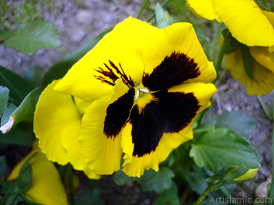 Yellow color Viola Tricolor -Heartsease, Pansy, Multicoloured Violet, Johnny Jump Up- flower. <i>(Family: Violaceae, Species: Viola tricolor)</i> <br>Photo Date: May 2005, Location: Turkey/Istanbul, By: Artislamic.com