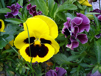 Yellow color Viola Tricolor -Heartsease, Pansy, Multicoloured Violet, Johnny Jump Up- flower. <i>(Family: Violaceae, Species: Viola tricolor)</i> <br>Photo Date: May 2005, Location: Turkey/Istanbul, By: Artislamic.com