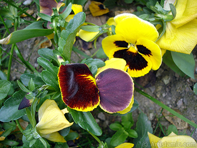 Yellow color Viola Tricolor -Heartsease, Pansy, Multicoloured Violet, Johnny Jump Up- flower. <i>(Family: Violaceae, Species: Viola tricolor)</i> <br>Photo Date: May 2005, Location: Turkey/Istanbul, By: Artislamic.com