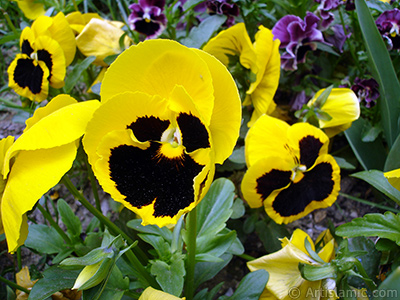 Yellow color Viola Tricolor -Heartsease, Pansy, Multicoloured Violet, Johnny Jump Up- flower. <i>(Family: Violaceae, Species: Viola tricolor)</i> <br>Photo Date: May 2005, Location: Turkey/Istanbul, By: Artislamic.com