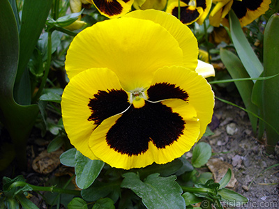 Yellow color Viola Tricolor -Heartsease, Pansy, Multicoloured Violet, Johnny Jump Up- flower. <i>(Family: Violaceae, Species: Viola tricolor)</i> <br>Photo Date: May 2005, Location: Turkey/Istanbul, By: Artislamic.com