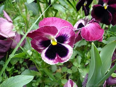 Burgundy color Viola Tricolor -Heartsease, Pansy, Multicoloured Violet, Johnny Jump Up- flower. <i>(Family: Violaceae, Species: Viola tricolor)</i> <br>Photo Date: May 2005, Location: Turkey/Istanbul, By: Artislamic.com