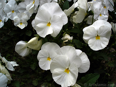 White color Viola Tricolor -Heartsease, Pansy, Multicoloured Violet, Johnny Jump Up- flower. <i>(Family: Violaceae, Species: Viola tricolor)</i> <br>Photo Date: May 2005, Location: Turkey/Istanbul, By: Artislamic.com