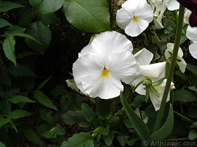 White color Viola Tricolor -Heartsease, Pansy, Multicoloured Violet, Johnny Jump Up- flower. <i>(Family: Violaceae, Species: Viola tricolor)</i> <br>Photo Date: May 2005, Location: Turkey/Istanbul, By: Artislamic.com