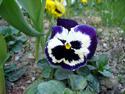 Purple color Viola Tricolor -Heartsease, Pansy, Multicoloured Violet, Johnny Jump Up- flower. <i>(Family: Violaceae, Species: Viola tricolor)</i> <br>Photo Date: April 2005, Location: Turkey/Istanbul, By: Artislamic.com