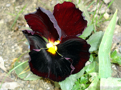 Kahverengi Hercai Meneke iei resmi. <i>(Ailesi: Violaceae, Tr: Viola tricolor)</i> <br>ekim Tarihi: Nisan 2005, Yer: stanbul, Fotoraf: islamiSanat.net