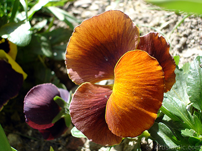 Brown color Viola Tricolor -Heartsease, Pansy, Multicoloured Violet, Johnny Jump Up- flower. <i>(Family: Violaceae, Species: Viola tricolor)</i> <br>Photo Date: April 2005, Location: Turkey/Istanbul, By: Artislamic.com