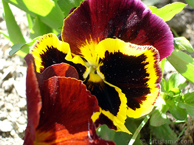 Kahverengi Hercai Meneke iei resmi. <i>(Ailesi: Violaceae, Tr: Viola tricolor)</i> <br>ekim Tarihi: Nisan 2005, Yer: stanbul, Fotoraf: islamiSanat.net
