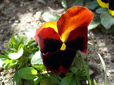 Kahverengi Hercai Meneke iei resmi. <i>(Ailesi: Violaceae, Tr: Viola tricolor)</i> <br>ekim Tarihi: Nisan 2005, Yer: stanbul, Fotoraf: islamiSanat.net