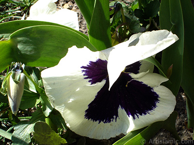 Beyaz renklerde Hercai Meneke iei resmi. <i>(Ailesi: Violaceae, Tr: Viola tricolor)</i> <br>ekim Tarihi: Nisan 2005, Yer: stanbul, Fotoraf: islamiSanat.net