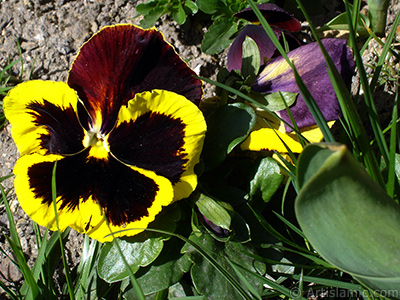 Brown color Viola Tricolor -Heartsease, Pansy, Multicoloured Violet, Johnny Jump Up- flower. <i>(Family: Violaceae, Species: Viola tricolor)</i> <br>Photo Date: April 2005, Location: Turkey/Istanbul, By: Artislamic.com