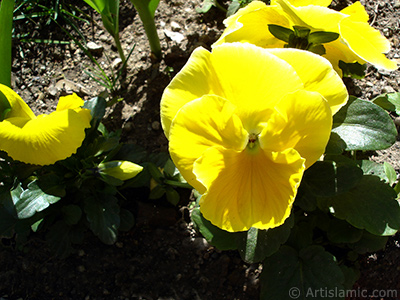 Yellow color Viola Tricolor -Heartsease, Pansy, Multicoloured Violet, Johnny Jump Up- flower. <i>(Family: Violaceae, Species: Viola tricolor)</i> <br>Photo Date: April 2005, Location: Turkey/Istanbul, By: Artislamic.com