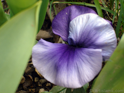 Purple color Viola Tricolor -Heartsease, Pansy, Multicoloured Violet, Johnny Jump Up- flower. <i>(Family: Violaceae, Species: Viola tricolor)</i> <br>Photo Date: April 2005, Location: Turkey/Istanbul, By: Artislamic.com